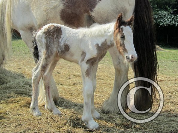 Magics third foal (4)