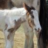 Magics third foal (5)