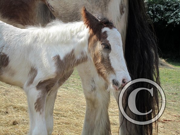 Magics third foal (5)