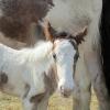 Magics third foal (6)