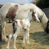 Magics third foal (7)
