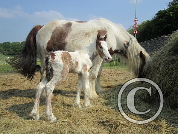 Magics third foal (8)