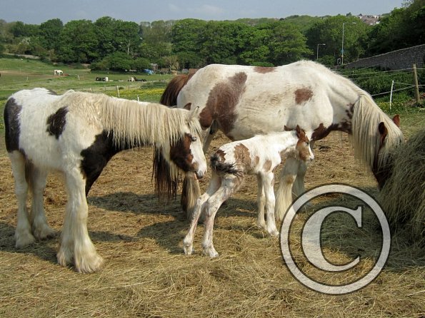 Magics third foal (9)