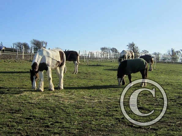 Grazing as a herd (2)