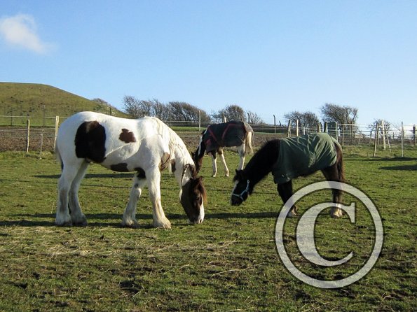 Grazing as a herd (3)