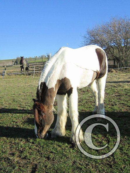 Grazing as a herd (4)