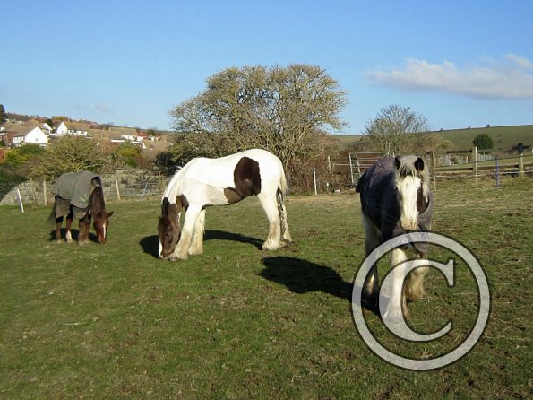 Grazing as a herd (5)