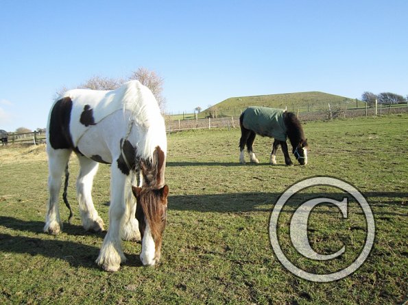 Grazing as a herd (6)