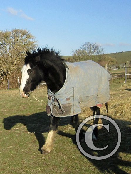 Jessie the bully (2)