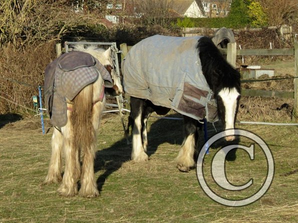 Jessie the bully (4)