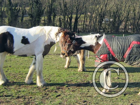 Lance meets Ghost (3)