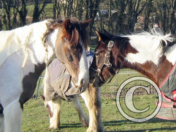 Lance meets Ghost (4)