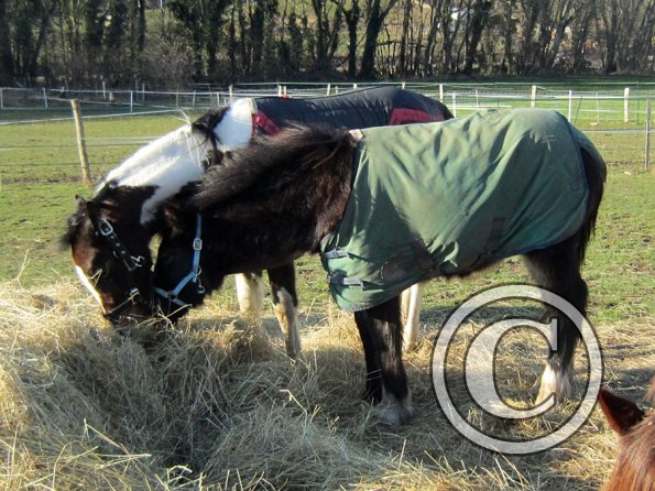 Meeting over the hay (2)