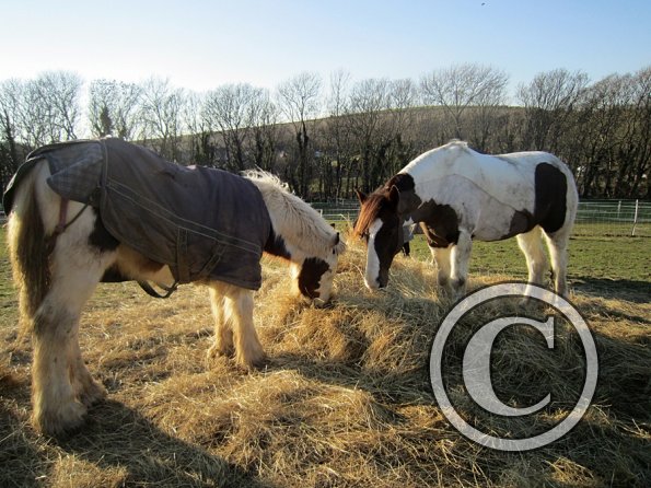 Meeting over the hay (3)