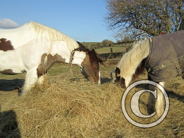 Meeting over the hay (4)