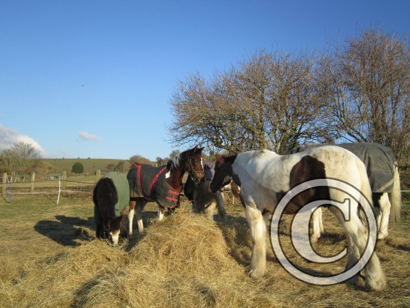 Meeting over the hay (5)