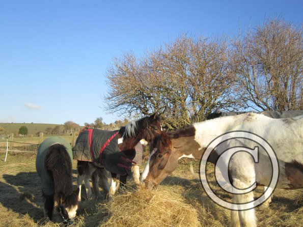 Meeting over the hay (6)