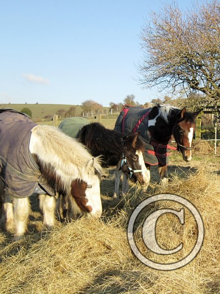Meeting over the hay (8)