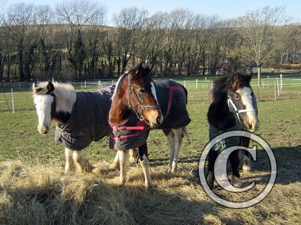 Meeting over the hay