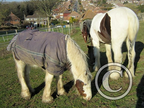 Morgan and Lance (2)