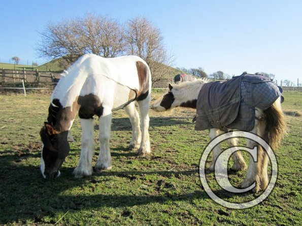 Morgan and Lance (3)