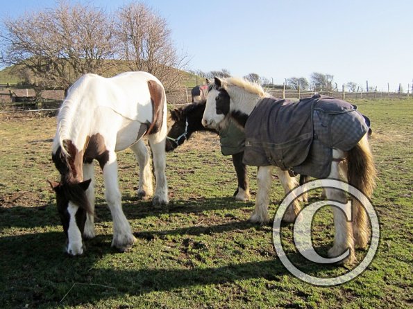 Morgan and Lance (4)