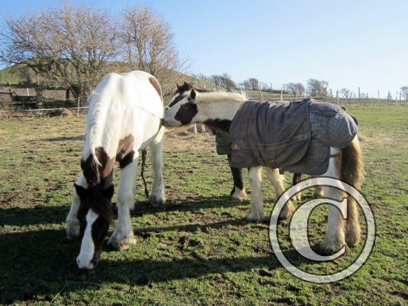 Morgan and Lance (5)