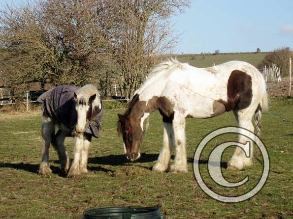 Morgan and Lance (6)