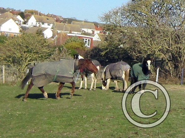 Quiz chases the babies