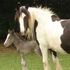Mum and foal 2.jpg