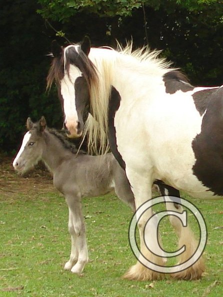 Mum and foal 2.jpg