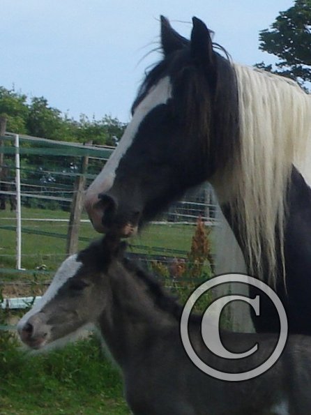 Mum and foal.jpg
