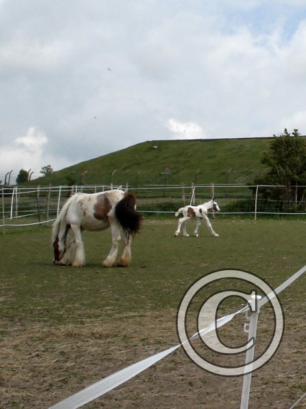 Learning to run (11)