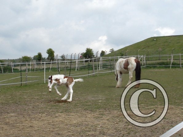 Learning to run (12)