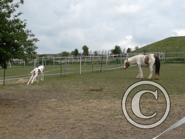 Learning to run (13)