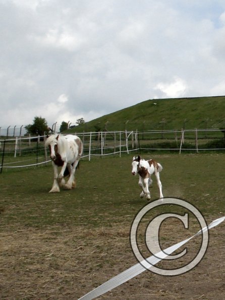 Learning to run (14)