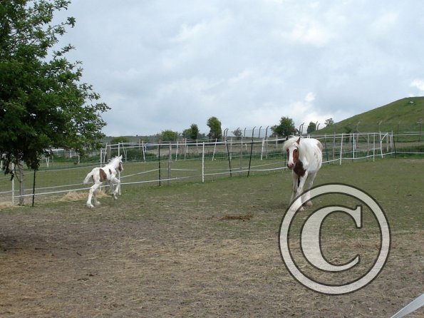 Learning to run (15)