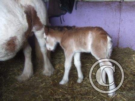 Leaning on mum while dozing