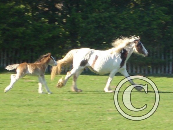 0 Hope and Smatie canter