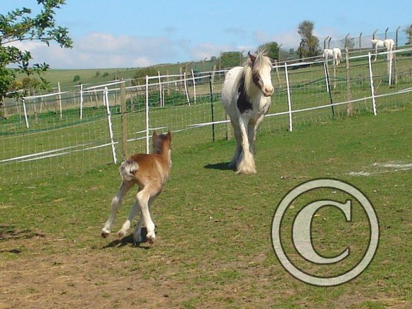 Hope and Smartie - 1 day old