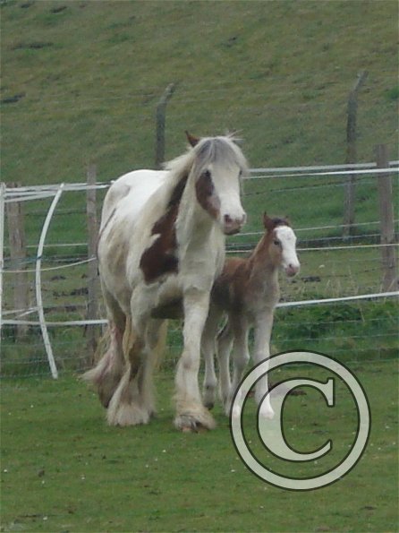 Hope and Smartie - 6 hours old