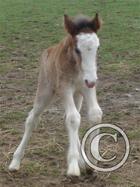 Smartie - 1 day old (2)