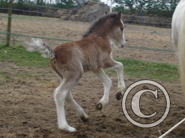 Smartie - 1 days old (3)