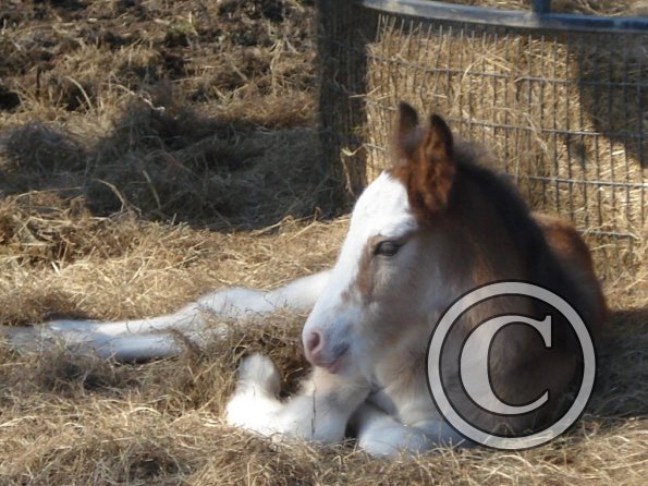 Smartie - 2 days old (2)
