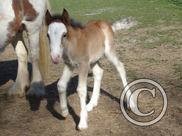 Smartie - 2 days old