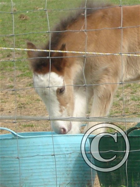 Smartie - 3 days old