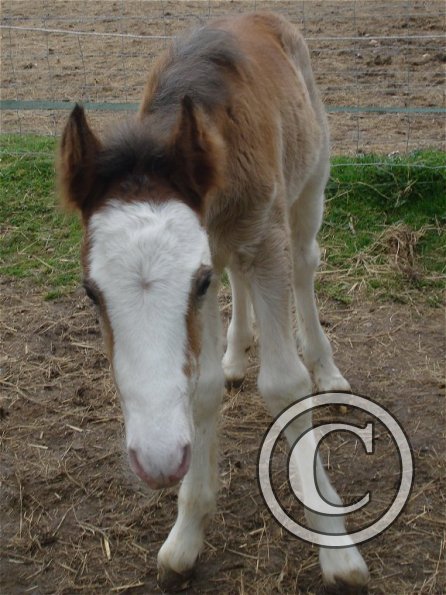 Smartie - 6 hours old