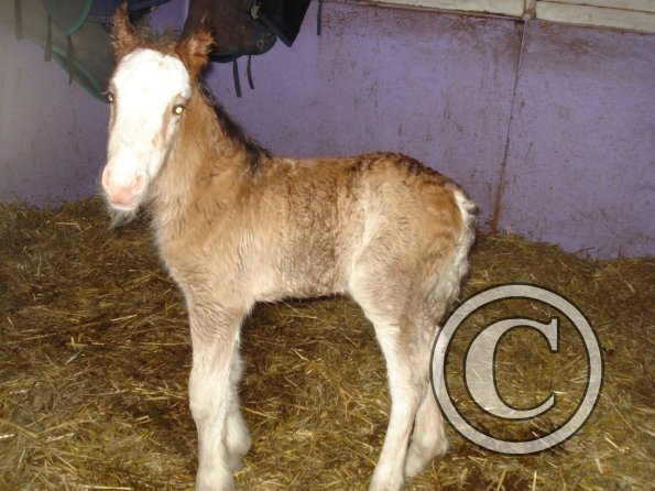 Smartie - just born!