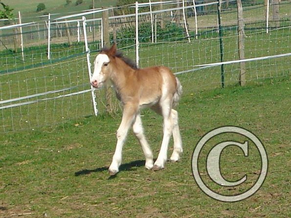 Smartie _ 1 day old (4)