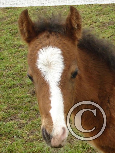 Spring - 3 weeks old (2)